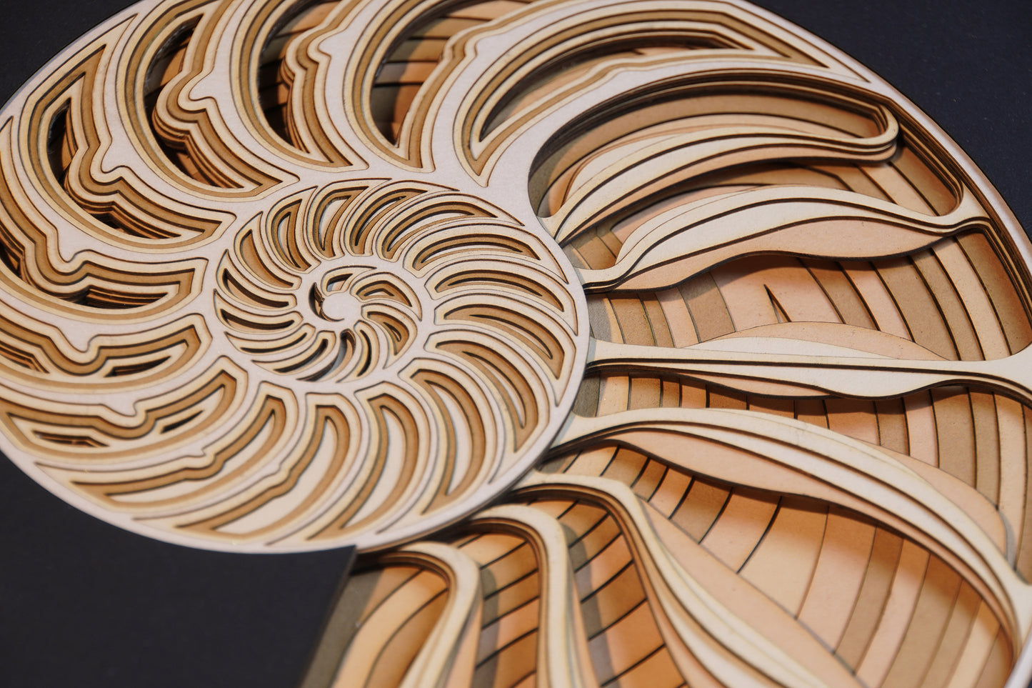 201 NAUTILUS SHELL